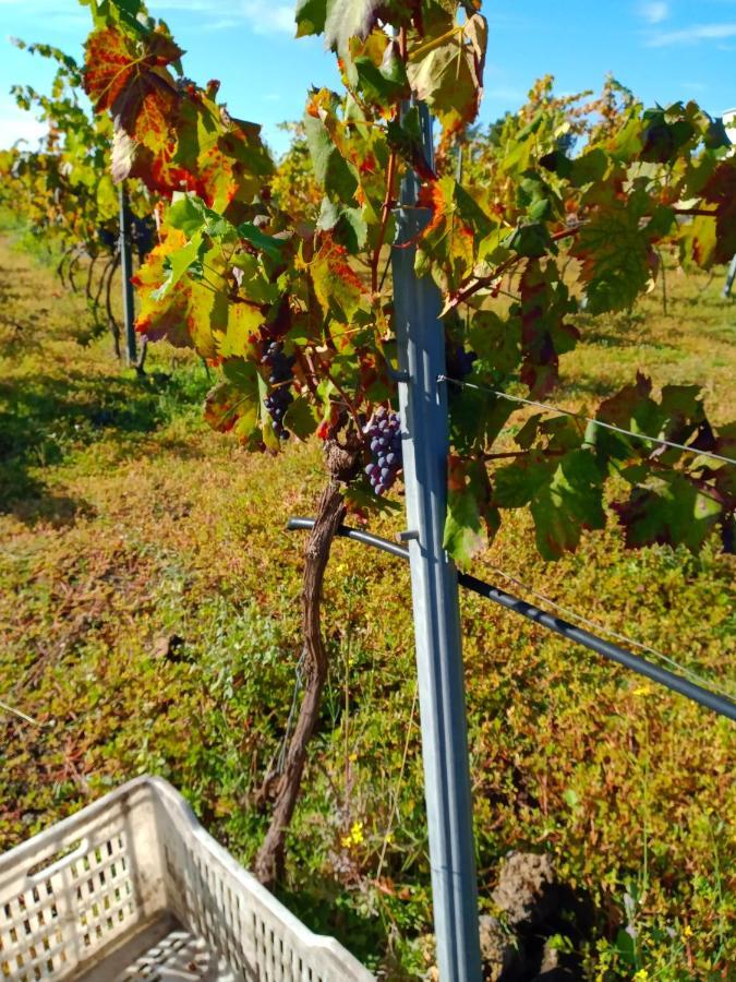 벨파소 Etnasentieri Wine House On Etna Mount 빌라 외부 사진